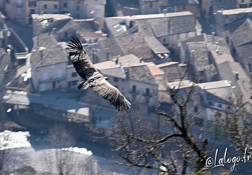 vautours en baronnies - 23 mars 2022 - 1