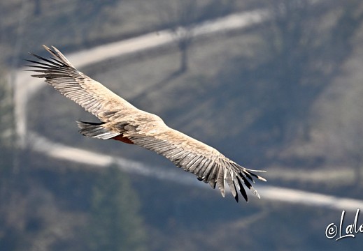vautours en baronnies - 23 mars 2022 - 4
