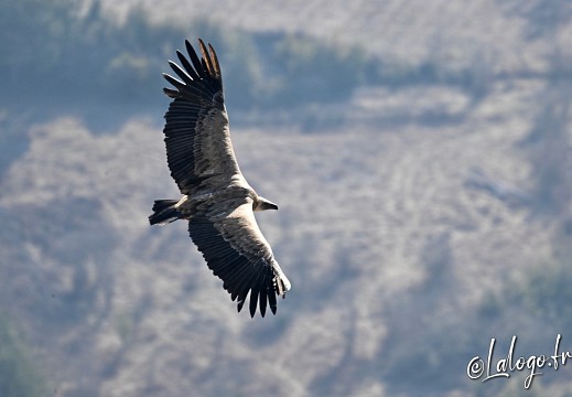 vautours en baronnies - 23 mars 2022 - 5
