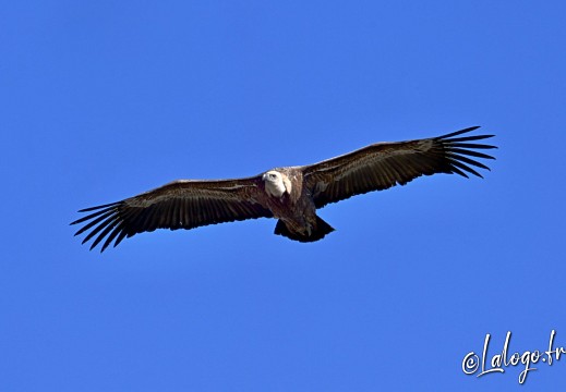 vautours en baronnies - 23 mars 2022 - 14