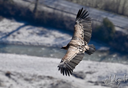 vautours en baronnies - 23 mars 2022 - 18