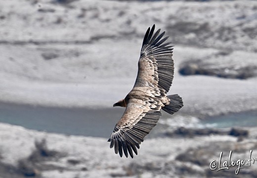 vautours en baronnies - 23 mars 2022 - 19