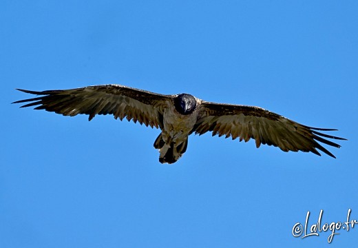 vautours en baronnies - 26 mars 2022 - 5