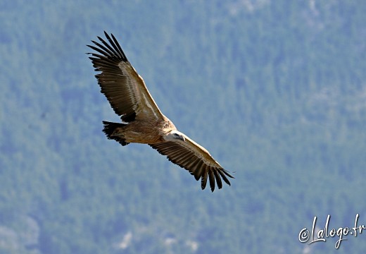 vautours en baronnies - 26 mars 2022 - 32