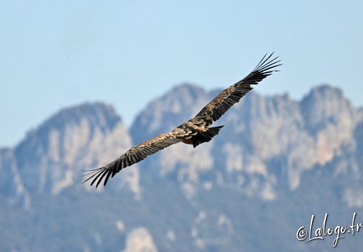 vautours en baronnies - 26 mars 2022 - 34