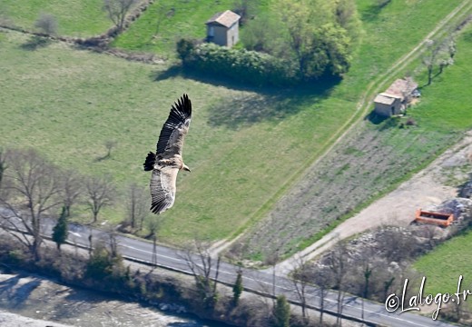 vautours en baronnies - 15 avril 2022  - 2