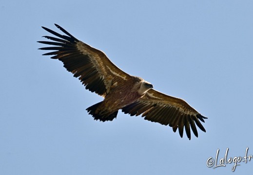 vautours en baronnies - 15 avril 2022  - 28