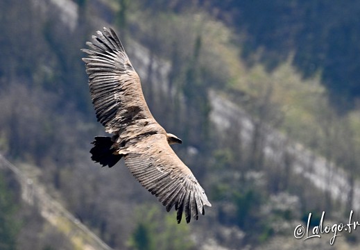 vautours en baronnies - 15 avril 2022  - 32