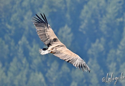 vautours en baronnies - 15 avril 2022  - 34