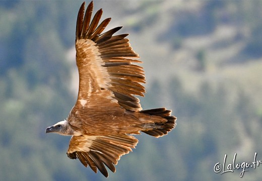 vautours en baronnies - 29 avril 2022 - 52