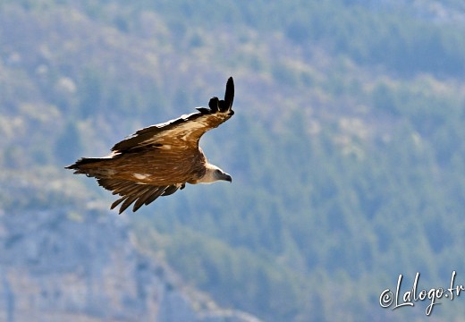 vautours en baronnies - 29 avril 2022 - 55
