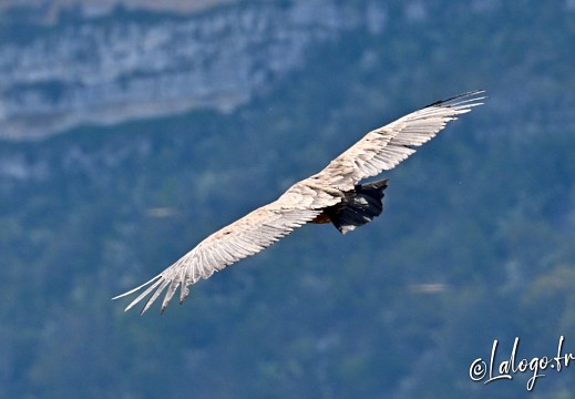 vautours en baronnies - 29 avril 2022 - 57