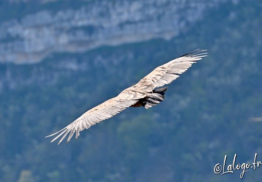 vautours en baronnies - 29 avril 2022 - 58
