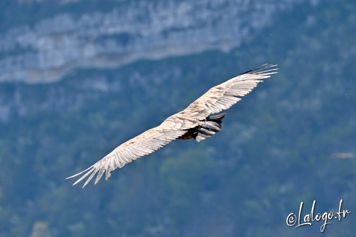 vautours en baronnies - 29 avril 2022 - 58.jpeg