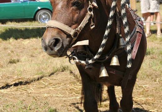 Fete des battages Vernioz Aout 2011 88