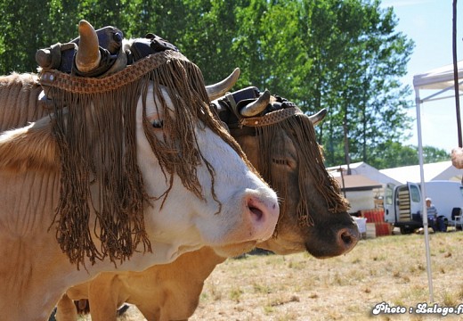 Fete des battages Vernioz Aout 2011 98