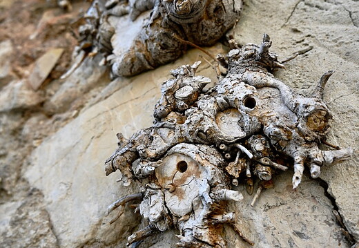 drome provencale - mars 2022 - 161