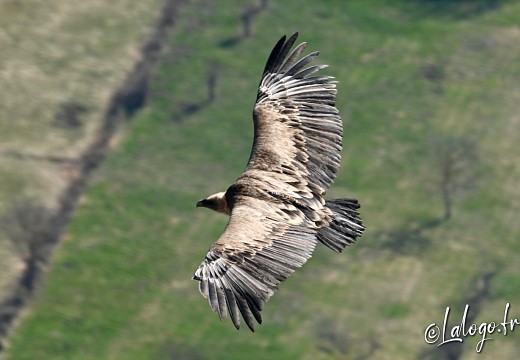 vautours en baronnies - 23 mars 2022 - 23
