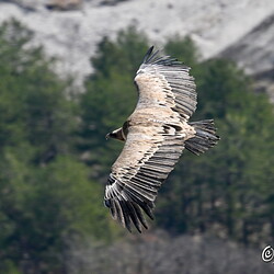 Vautours en Baronnies (1)St May-Rémuzat23 Mars 2022