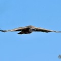 vautours en baronnies - 26 mars 2022 - 7.jpeg