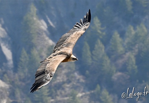 vautours en baronnies - 26 mars 2022 - 13