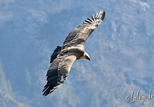 vautours en baronnies - 26 mars 2022 - 17