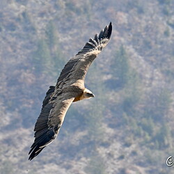 Vautours en Baronnies (2)St May-Rémuzat26 Mars 2022