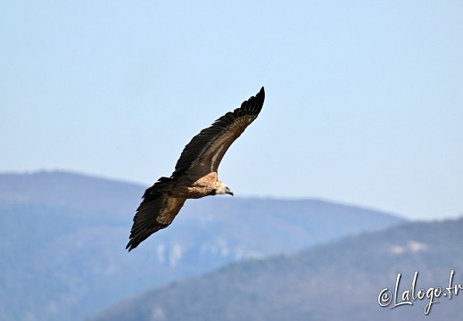 vautours en baronnies - 26 mars 2022 - 33