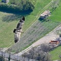 vautours en baronnies - 15 avril 2022  - 3.jpeg