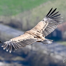 Vautours en Baronnies (3)St May-Rémuzat15 Avril 2022