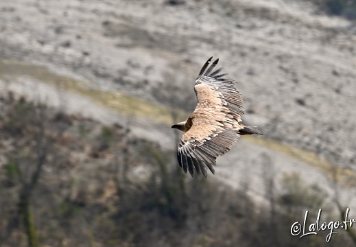 vautours en baronnies - 15 avril 2022  - 17