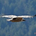 vautours en baronnies - 15 avril 2022  - 21.jpeg