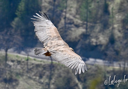 vautours en baronnies - 15 avril 2022  - 36
