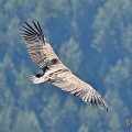vautours en baronnies - 15 avril 2022  - 34.jpeg