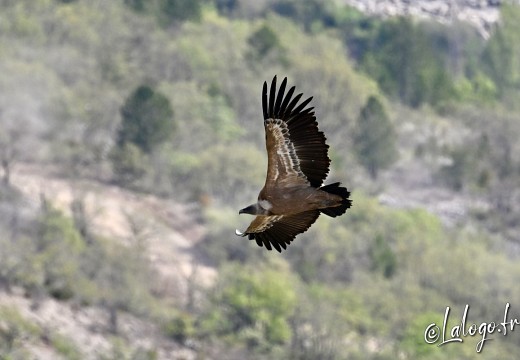 vautours en baronnies - 29 avril 2022 - 5