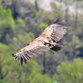 vautours en baronnies - 29 avril 2022 - 15