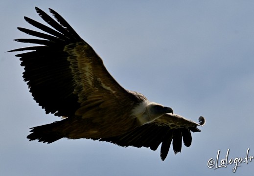 vautours en baronnies - 29 avril 2022 - 21