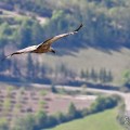 vautours en baronnies - 29 avril 2022 - 28.jpeg