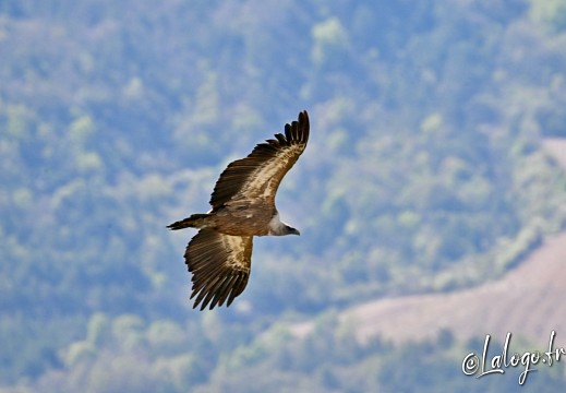 vautours en baronnies - 29 avril 2022 - 30
