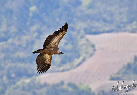 vautours en baronnies - 29 avril 2022 - 31