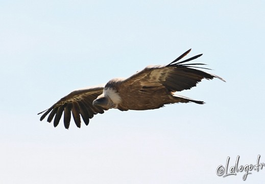vautours en baronnies - 29 avril 2022 - 38