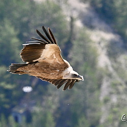 Vautours en Baronnies (4)St May-Rémuzat29 avril 2022
