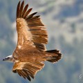 vautours en baronnies - 29 avril 2022 - 52.jpeg