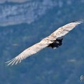 vautours en baronnies - 29 avril 2022 - 57.jpeg