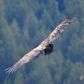 vautours en baronnies - 29 avril 2022 - 62