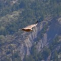 vautours en baronnies - 29 avril 2022 - 67