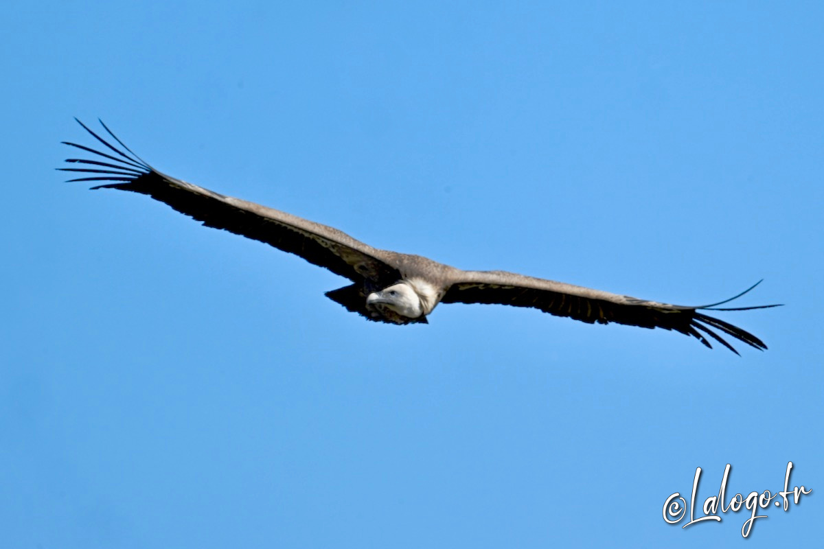 vautours en baronnies - 26 mars 2022 - 6.jpeg