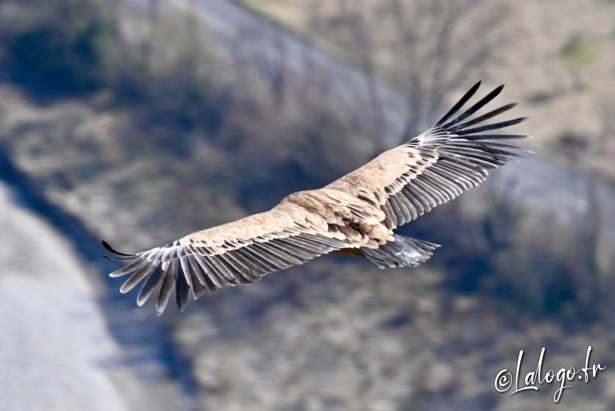 vautours en baronnies - 15 avril 2022  - 8.jpeg
