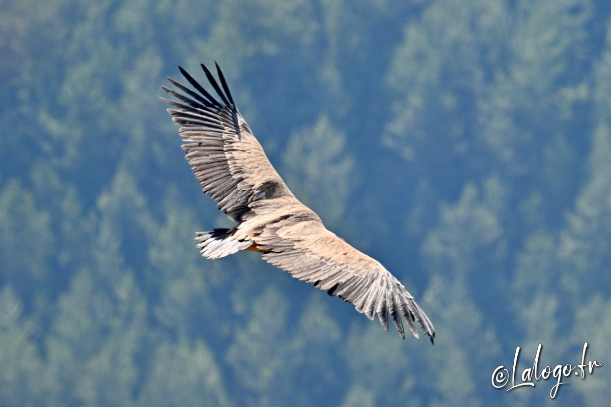 vautours en baronnies - 15 avril 2022  - 34.jpeg