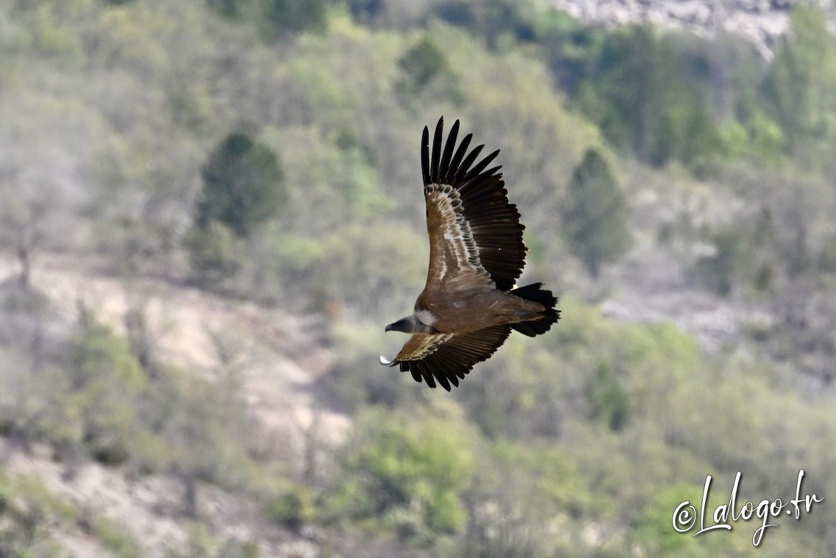 vautours en baronnies - 29 avril 2022 - 5.jpeg